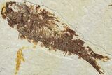 Two Detailed Fossil Fish (Knightia) - Wyoming #234209-1